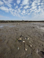 Wattenmeer im Wandel WNK
