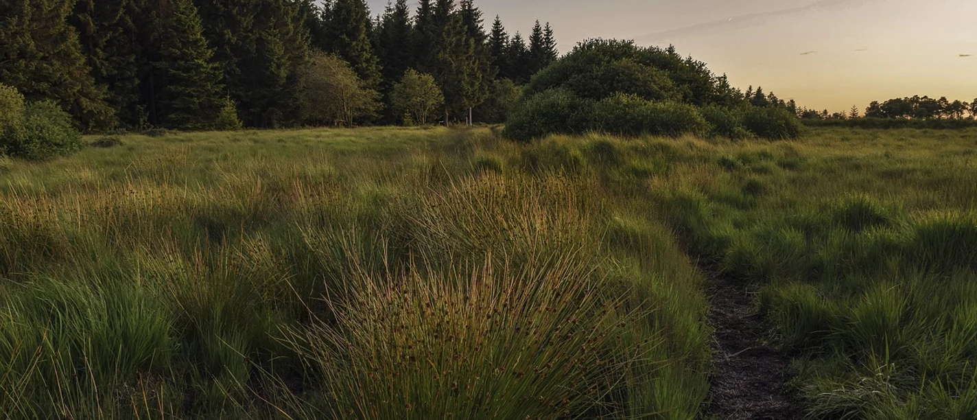 emsland-test-blog.jpg Weites Moorgebiet mit Gräsern, Buschwerk und Waldrand im goldenen Abendlicht des Naturparks.