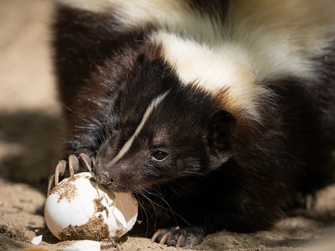 Frühstück im Tiergarten Halberstadt Frühstück im Tiergarten Halberstadt