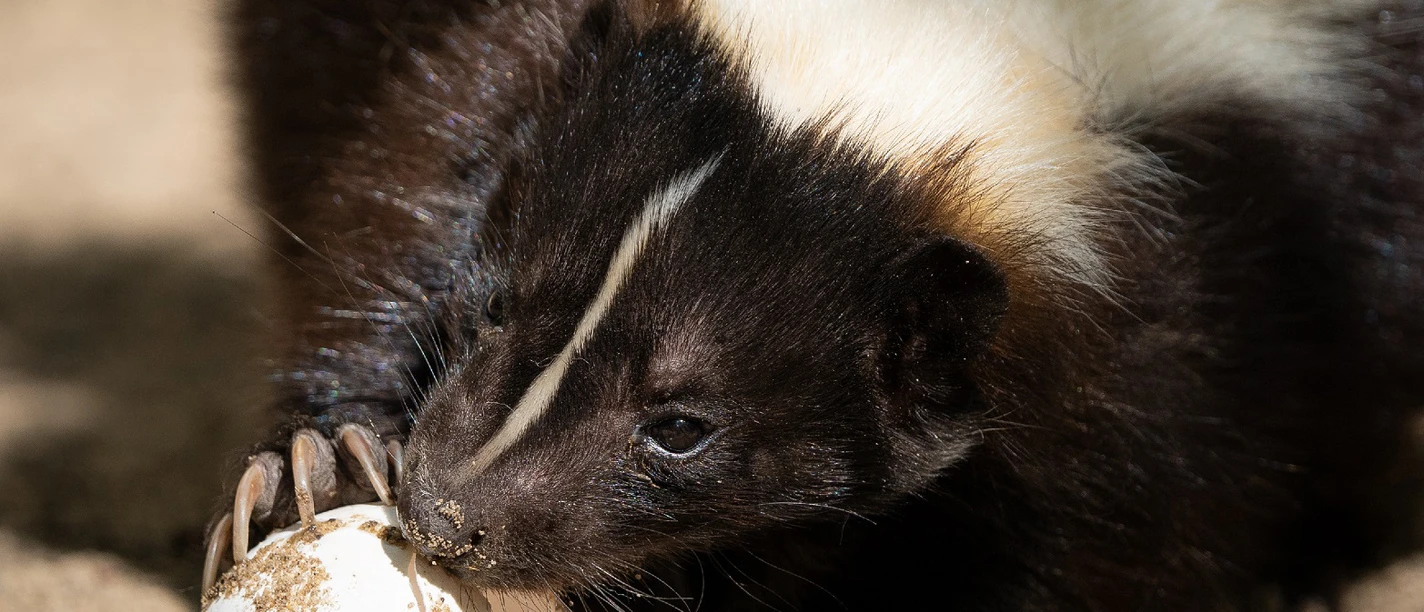 Frühstück im Tiergarten Halberstadt Frühstück im Tiergarten Halberstadt