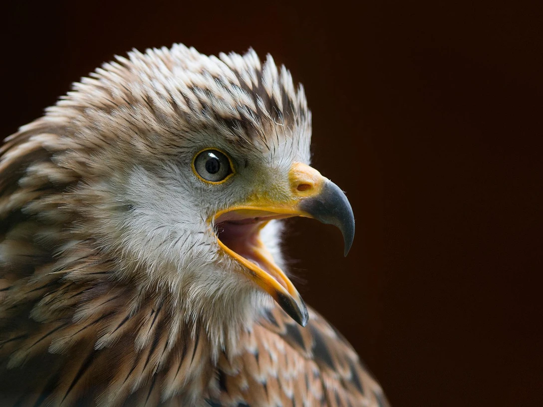 Chefvisite im Vogelkundemuseum_Pixabay.jpg