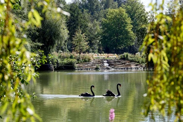 Osterbergsee_Schwäne2_Sommer©-Stadt-Bad-Gandersheim-Hötzel.jpg