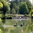 Osterbergsee_Schwäne2_Sommer©-Stadt-Bad-Gandersheim-Hötzel.jpg