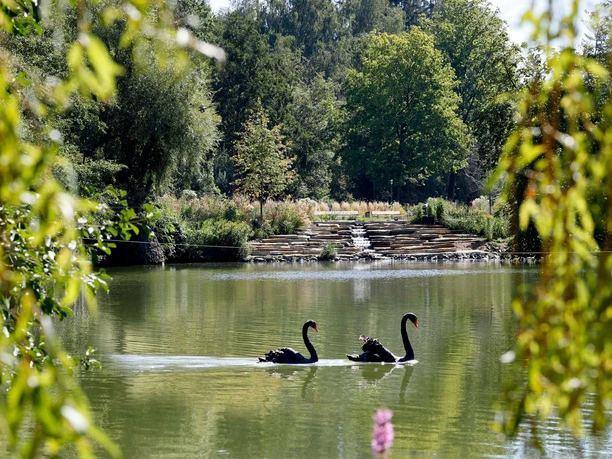 Osterbergsee_Schwäne2_Sommer©-Stadt-Bad-Gandersheim-Hötzel.jpg