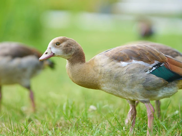 Enten_Osterbergsee_Juli_Sommer_Osterbergsee-(c)-Stadt-Bad-Gandersheim.jpg