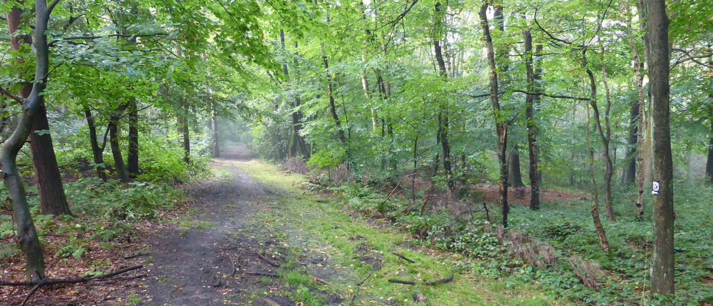 Naturschutzgebiet "Quellenhang in der Lintorfer Mark" Ein schmaler, von Bäumen gesäumter Weg führt durch ein Waldstück im Naturschutzgebiet Lintorfer Mark.