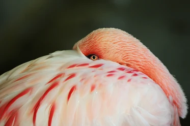 Zwergflamingo im Tiergarten Delitzsch