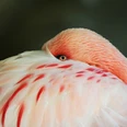 Zwergflamingo im Tiergarten Delitzsch