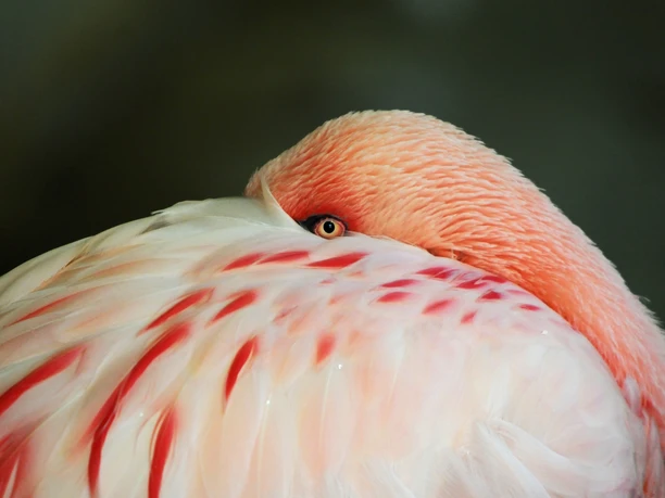 Zwergflamingo im Tiergarten Delitzsch