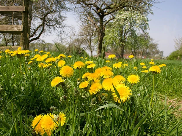 Löwenzahnwiese Löwenzahnwiese