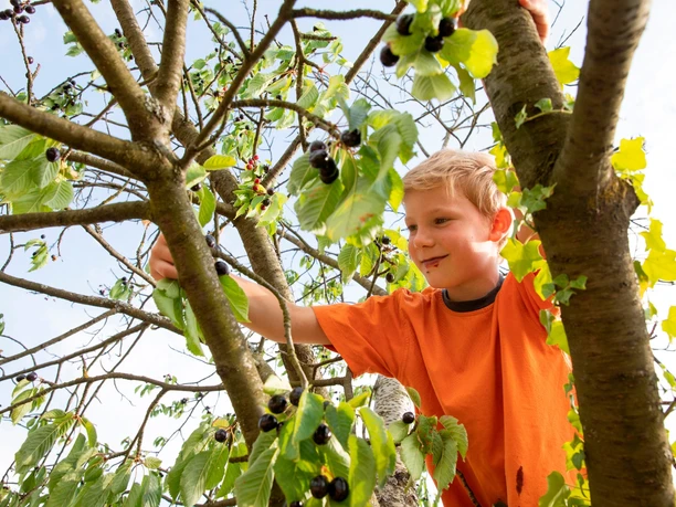 Kind klettert im Kirschenbaum und nascht Kirschen.