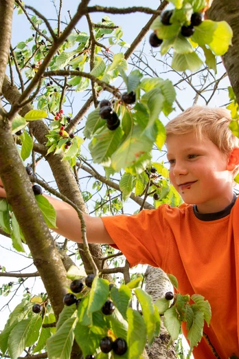 Kirschenbaum Kind am Kirschen essen