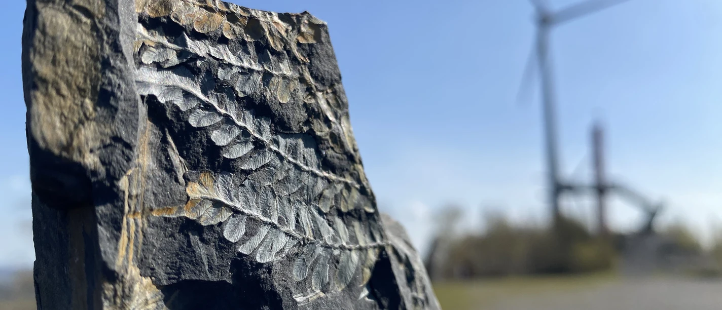 Fossilien_Felsrippe (45).JPG