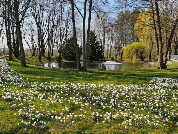 Frühjahrsblüher im Süd-West-Park