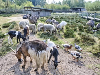 Tiere im Beverstedter Tierpark CUX-ART
