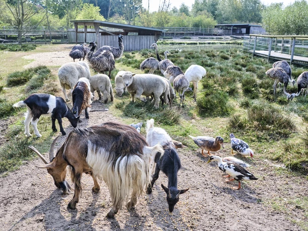 Tiere im Beverstedter Tierpark CUX-ART Tiere im Beverstedter Tierpark CUX-ART