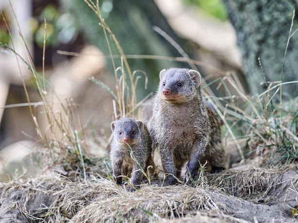 Beverstedter Tierpark CUX-ART
