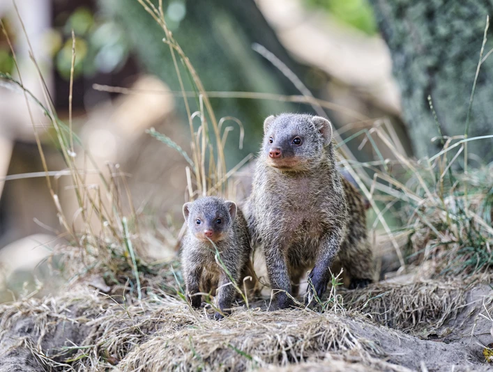 Beverstedter Tierpark CUX-ART Beverstedter Tierpark CUX-ART