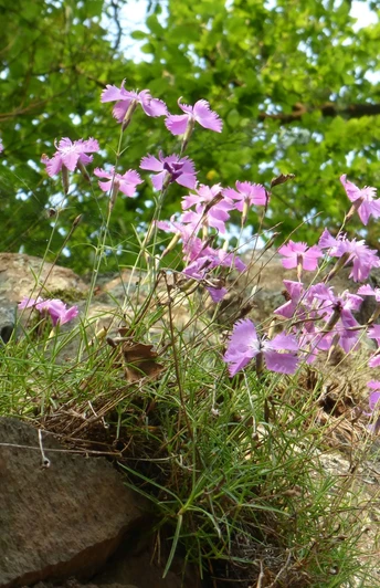 Pfingstnelke Bloßenberg