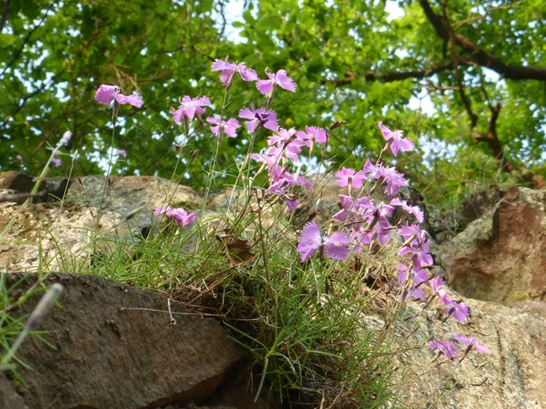 Pfingstnelke Bloßenberg