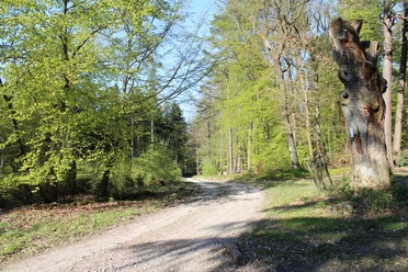 Immer wieder sonntags - Überraschungstour ab Oberursel