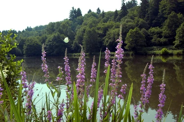 Panoramaweg Waldsolms Kuhschwanzweiher