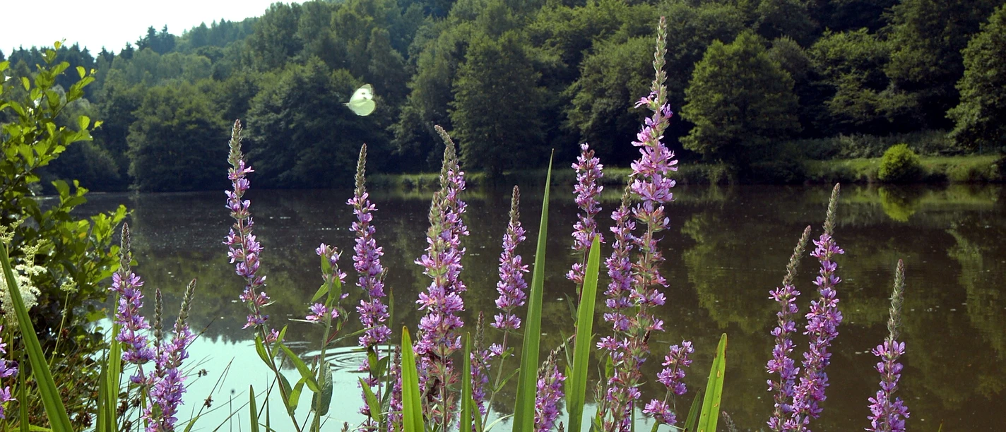 Panoramaweg Waldsolms Kuhschwanzweiher