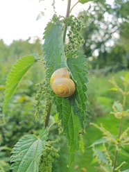 Brennnessel mit Schnecke