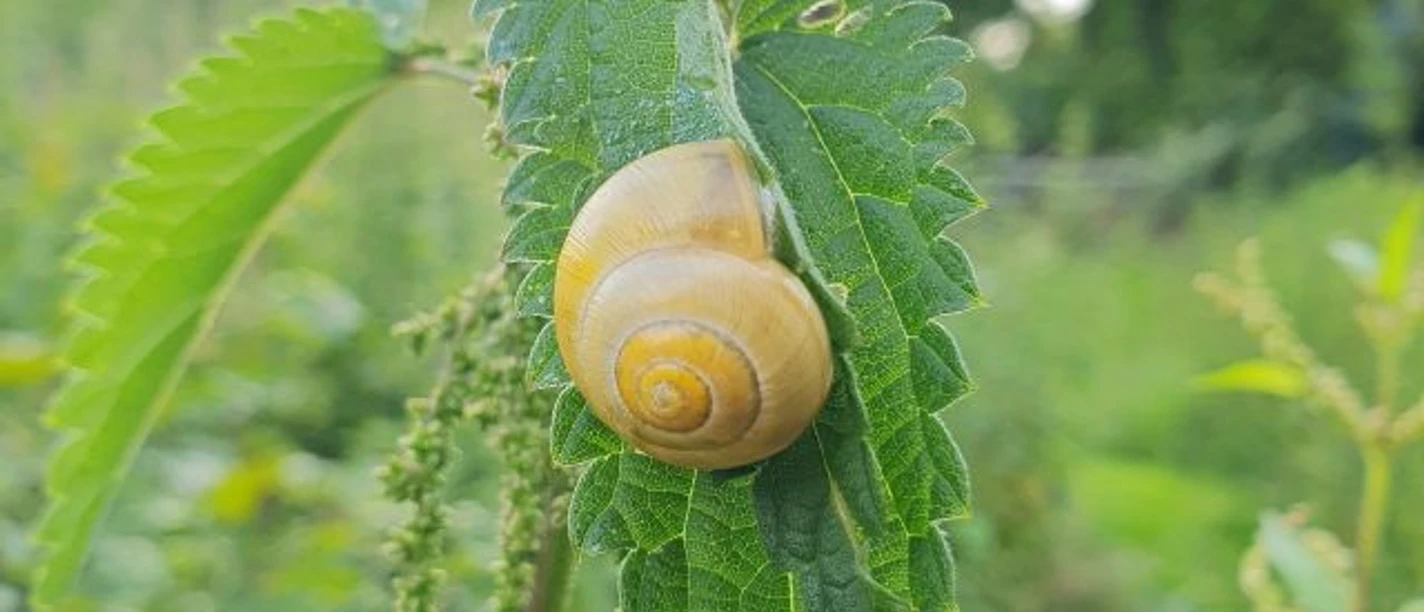 Brennnessel mit Schnecke