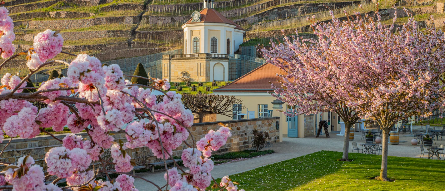 WAC_Sebastian_Rose_Fruehling_Kirschbluete_655A0618-1_2020.jpg Kirschblüten in voller Pracht vor einem historischen Gebäude mit terrassierten Weinbergen im Hintergrund.