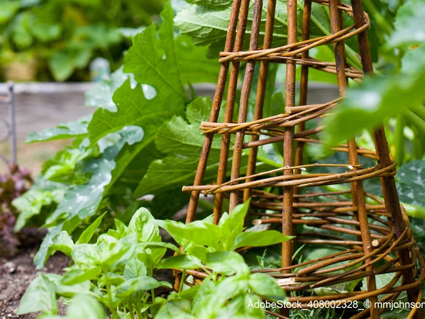 AdobeStock_408002328_ mmjohnson