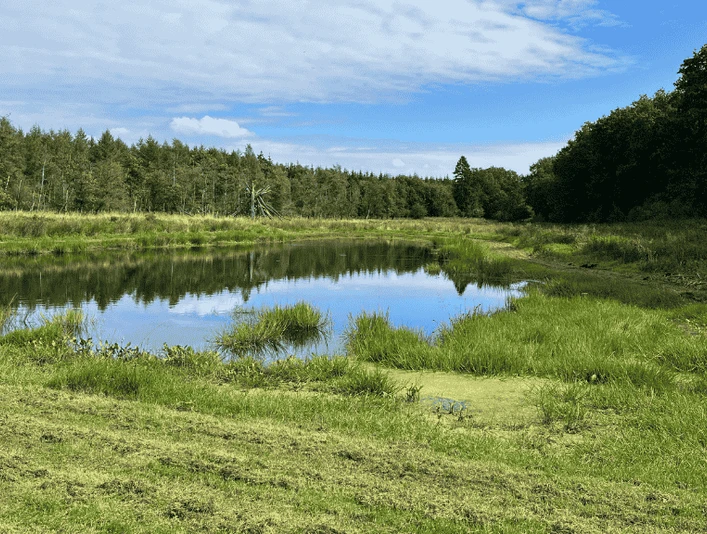 Kelstrup Plantage - Sø - VisitAabenraa GDK-billeder 1024x576