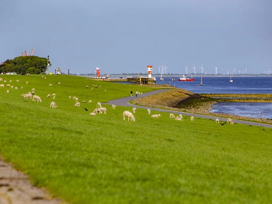 Elbdeich_Schafe_Brb_(c)_J_Reichert