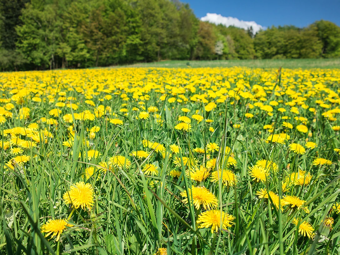 900007534_22700_c_adobestock_neissl.jpg Ein weitläufiges Feld voller gelber Löwenzahnblüten vor einem Hintergrund aus grünen Bäumen.