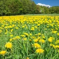 900007534_22700_c_adobestock_neissl.jpg Ein weitläufiges Feld voller gelber Löwenzahnblüten vor einem Hintergrund aus grünen Bäumen.