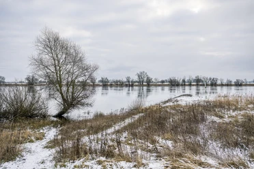 Elbvorland bei Heisterbusch im Winter Elbvorland bei Heisterbusch im Winter