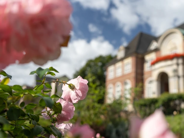Rosen vor dem Ritterhuder Rathaus Blühende Rosa Rosen mit einem unscharfen Gebäude, dem Ritterhuder Rathaus im Hintergrund.