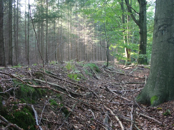 Umwallung Gräfenhorst Umwallung Gräfenhorst