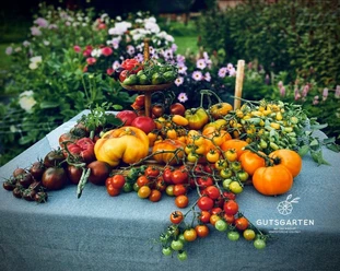Stadtmarketing_Tomatentisch_Gutsgarten_825-1.jpg