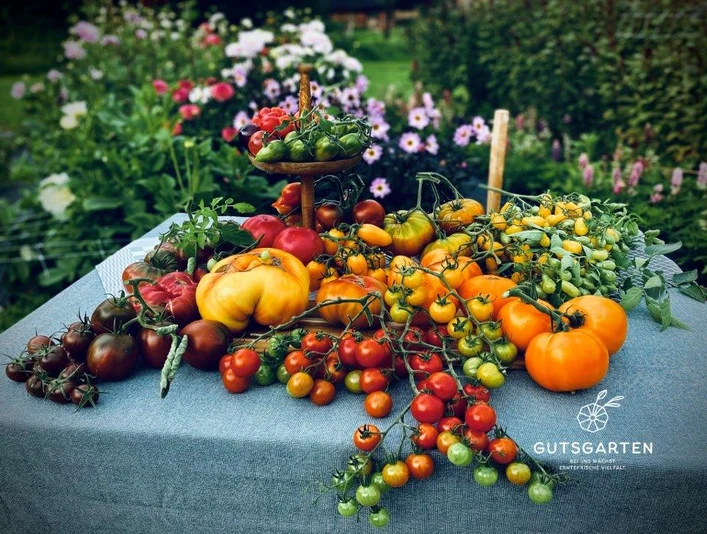 Stadtmarketing_Tomatentisch_Gutsgarten_825-1.jpg