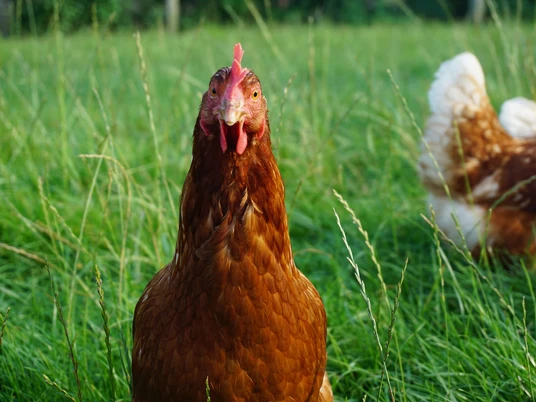 Hühner Hof Schlegel 2.jpg