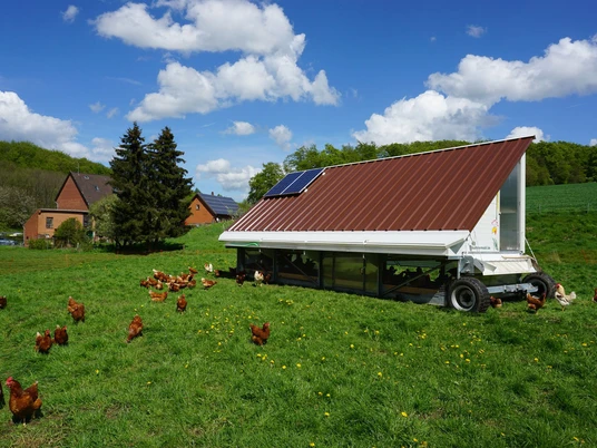 Hühner Hof Schlegel.jpg