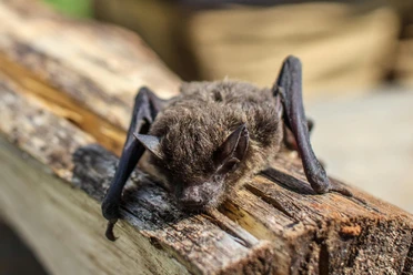 Fledermaus