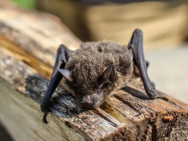 Fledermaus