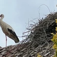 Stadt Petershagen_Störche_First_Nest_Sommer Ein Weißstorch steht auf einem Ziegeldach neben einem großen Nest aus Ästen, umgeben von Blättern.
