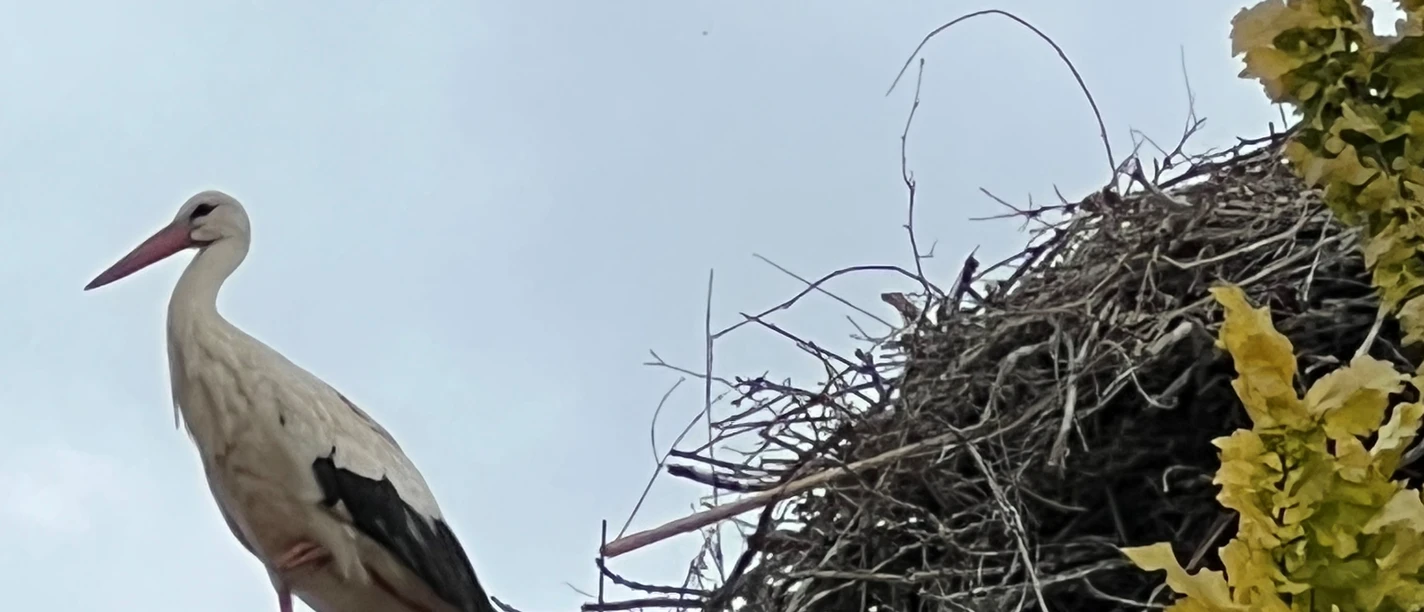 Stadt Petershagen_Störche_First_Nest_Sommer Ein Weißstorch steht auf einem Ziegeldach neben einem großen Nest aus Ästen, umgeben von Blättern.