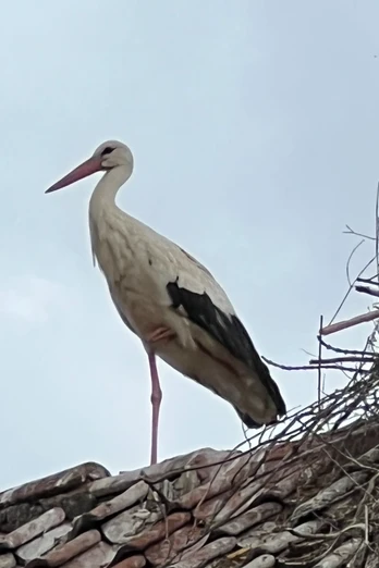 Stadt Petershagen_Störche_First_Nest_Sommer Ein Weißstorch steht auf einem Ziegeldach neben einem großen Nest aus Ästen, umgeben von Blättern.