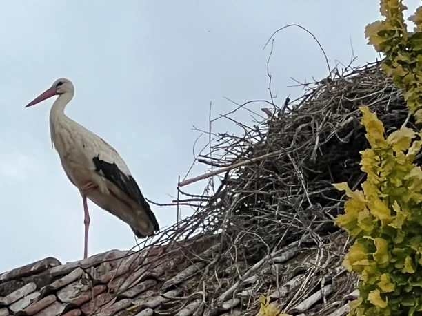 Stadt Petershagen_Störche_First_Nest_Sommer Ein Weißstorch steht auf einem Ziegeldach neben einem großen Nest aus Ästen, umgeben von Blättern.