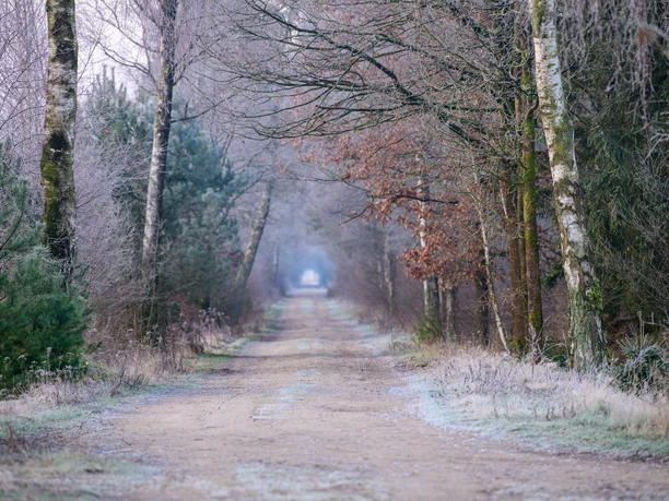 Das Becklinger Moor bei Bergen im Winter Das Becklinger Moor bei Bergen im Winter