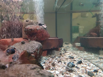 Nationalpark-Haus Dangast Aquarien 2025.jpg